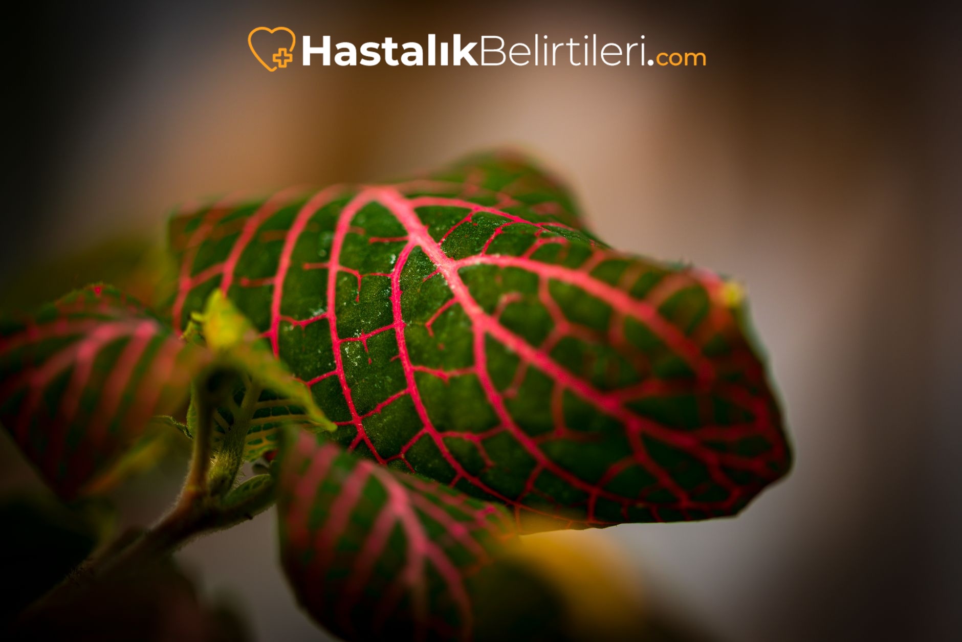 Sinir sıkışmasıyla oluşan sırt orta bölgesi ağrısı